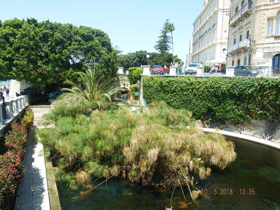 Papyrus in der Fonte Aretusa, der Süßwasserquelle in Ortigia