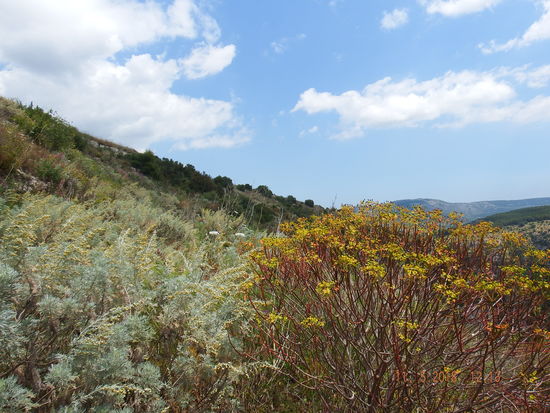 und die tolle Vegetation am Wegesrand