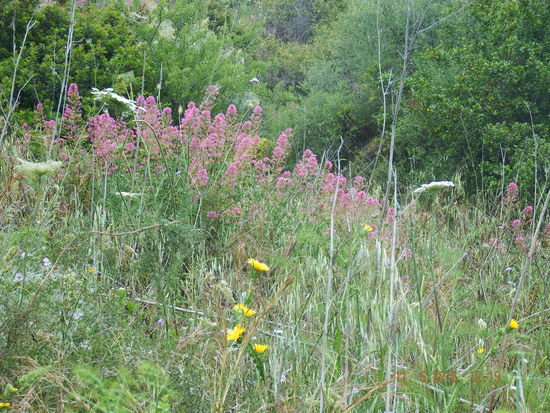 und die vielen Blumen.. Natur pur