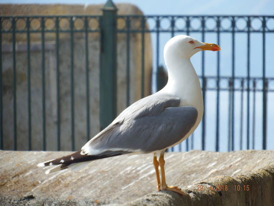posiert sie nicht schön?