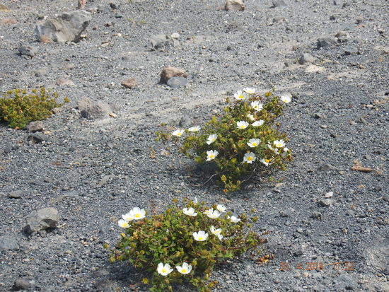 Blümchen gibt es hier oben auch