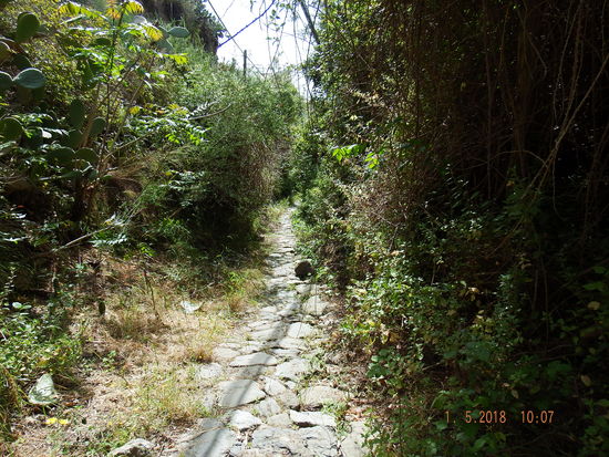 Durch wunderschöne Vegetation geht es hoch....