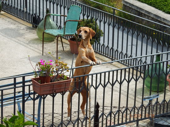aufmerksam, er wollte wissen, wer da wohl vorbei läuft