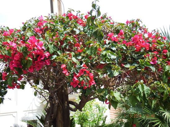 Wunderschön, die Bougainvilla