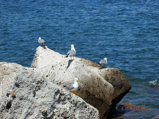 beobachten noch die Möwen am Hafen