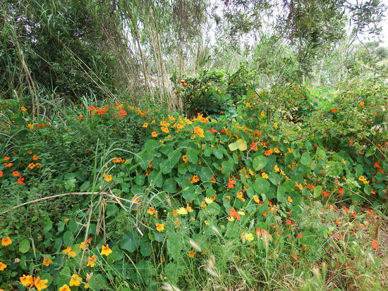 Das etwas trübe Wetter tut der Vegetation keinen Abbruch
