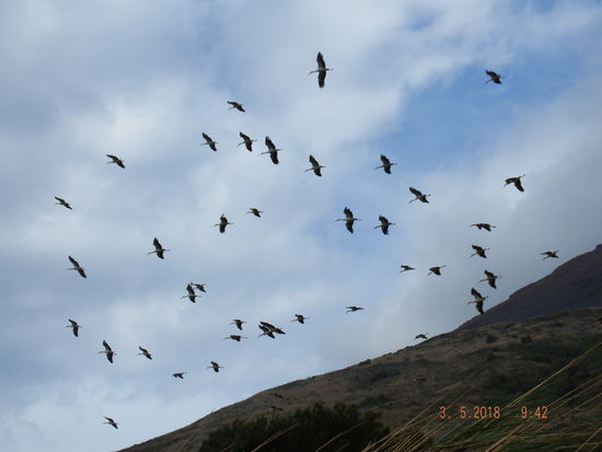 mit hunderten von Störchen