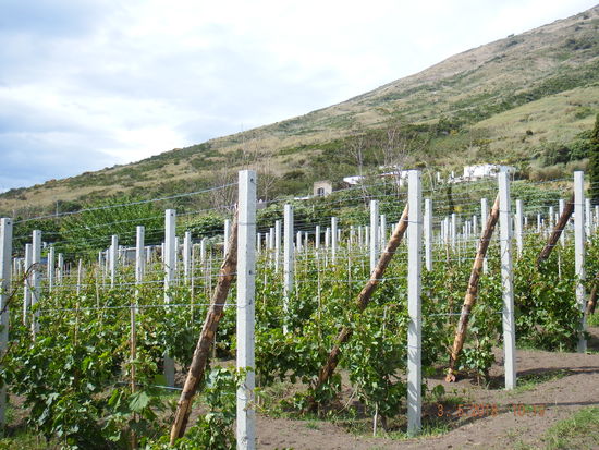 hier wird sogar Wein angebaut