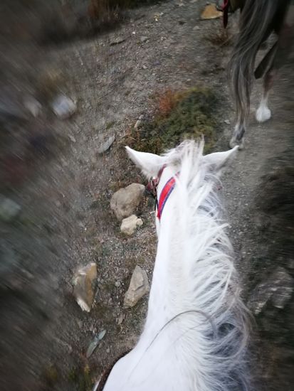 mein Pferdchen für den heutigen Tag