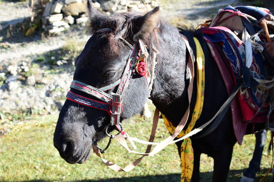 mein Pferd für heute