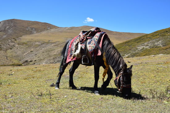 mein Pferd bei der Mittagspause