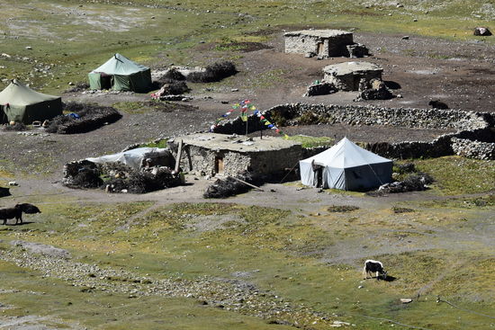 Nomadenlager in Shey Gompa
