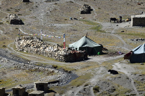 Nomadenlager in Shey Gompa