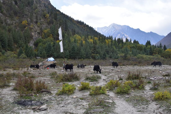 Yaks vor unserem Lager