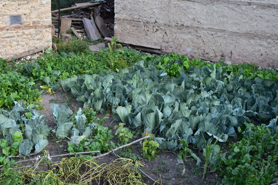 Gemüsegarten in Ringmo