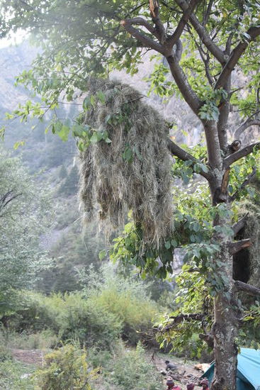 nepalesische Art Heu zu machen