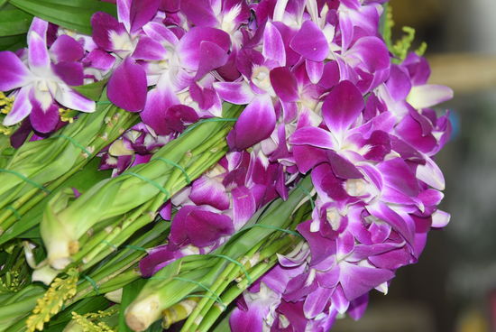 PakkhLong Talat Flower Market