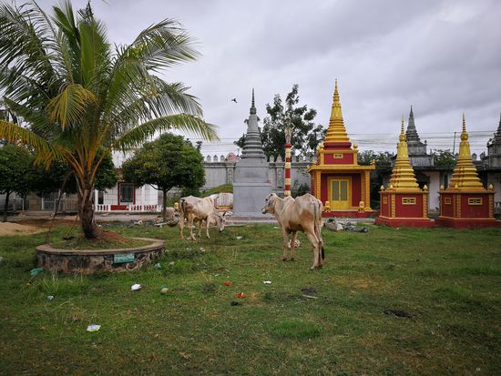 weiterer Tempel mit Kühen