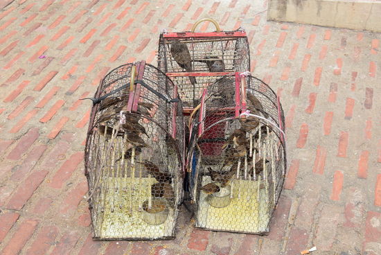 Vögel, die gekauft werden und dann amTempel freigelassen werden