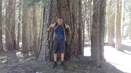 Das ist mal ein Pinienstamm