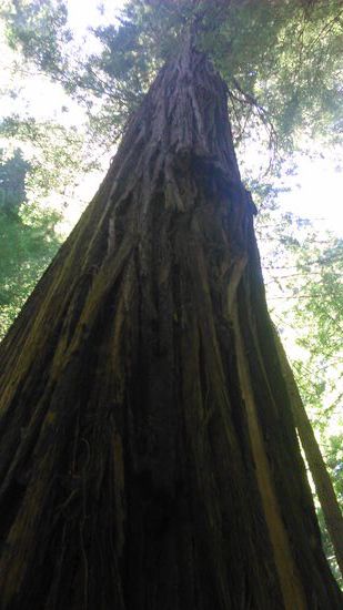 aus der Zeit, als es die Dinos gab