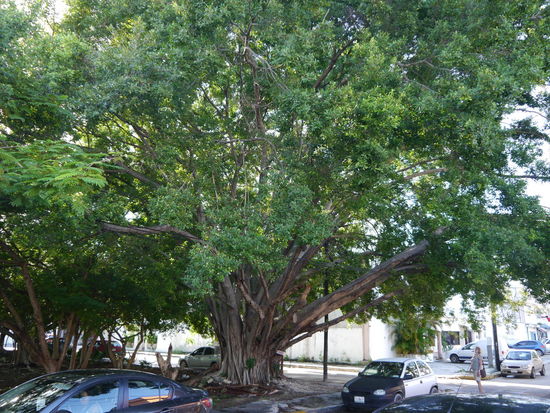 Ein wenig Grün gibt es schon!