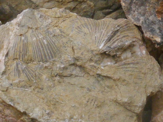 Versteinerungen von Meeresbewohnern, 3000m über dem (jetzigen) Meeresspiegel