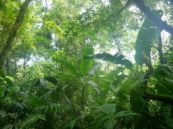 Unendliches Grün, wohltuend, nach Wochen in der Großstadt Cochabamba.