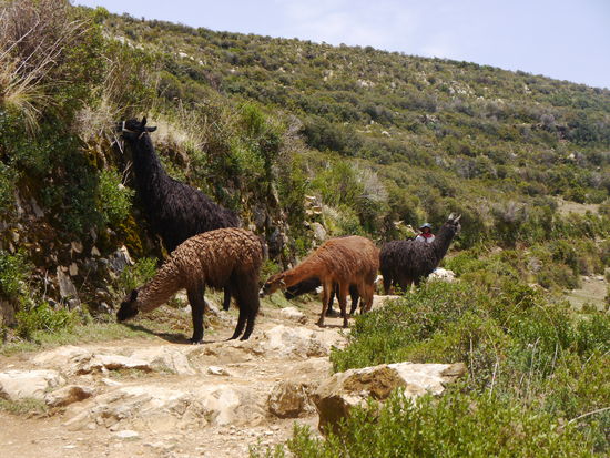 Die Llamas kommen, zur Seite gehen ist angebracht.