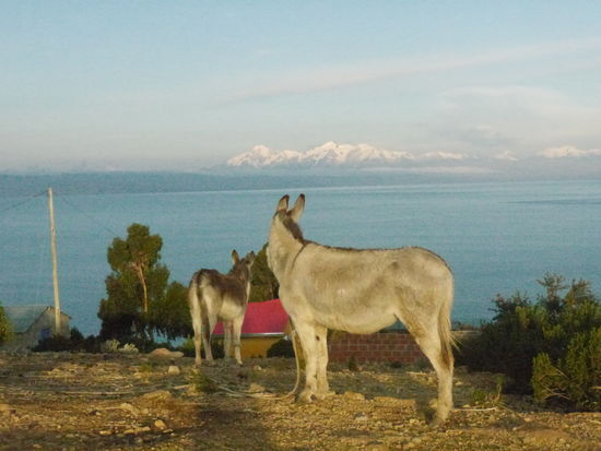 Der Blick von der Isla del Sol über den See zu den Andengipfeln um La Paz