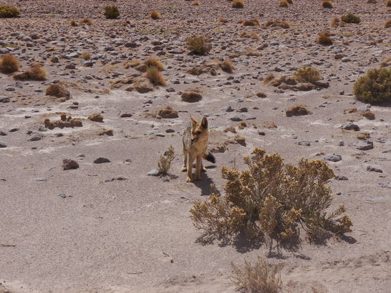 Ein seltener Fuchs am Wegesrand