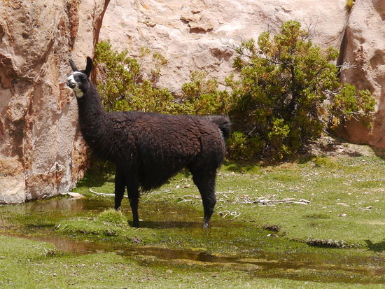 Wo es Wasser und etwas zu fressen gibt kommen auch die Lamas.