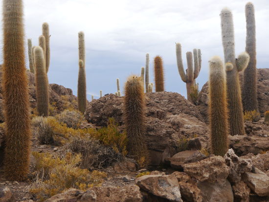 Auf der Kakteeninsel