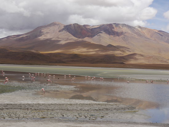 Flamingos an der grünen Lagune