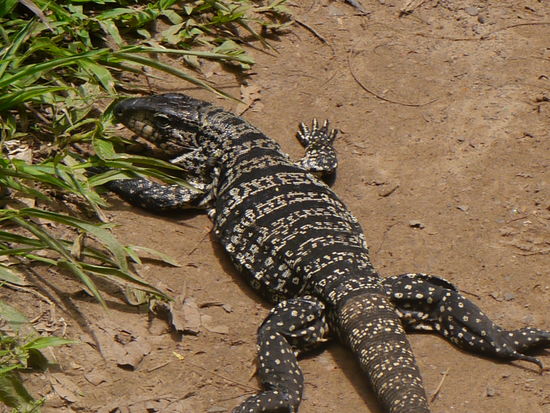 Auf dem Pfad durch den Dschungel mit interessanten Begegnungen unterwegs.