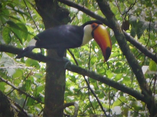 Ein auffälliger Beobachter am Wegesrand.