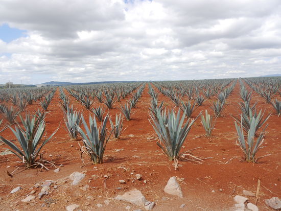 Agaven, so weit das Auge reicht, aus diesen wird in etwa vier Jahren Tequila entstehen.
