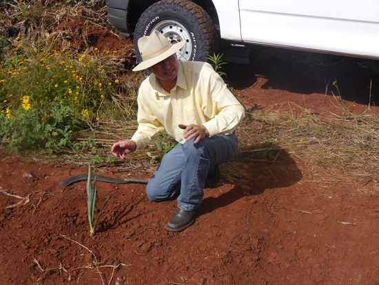 Neupflanzung, ganz einfach