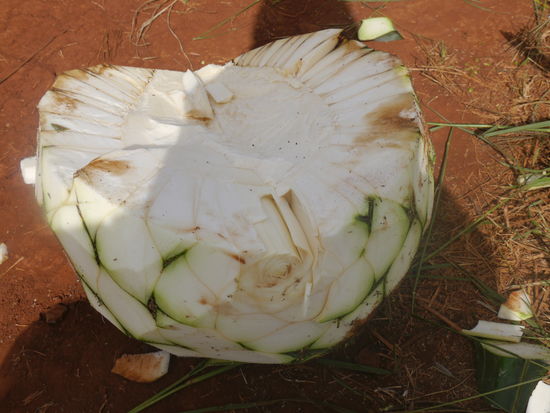 die "pina" wiegt, nach sechs Jahren Reifung, ca. 40 kg.