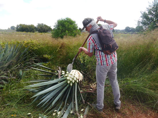 Ein vorsichtiger Laie bei der Feldarbeit, Tagesertrag, hochgerechnet, max. 3 "pinas".