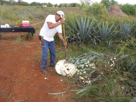 Hier schält der Profi eine "pina", davon im Schnitt dreihundert am Tag!!!