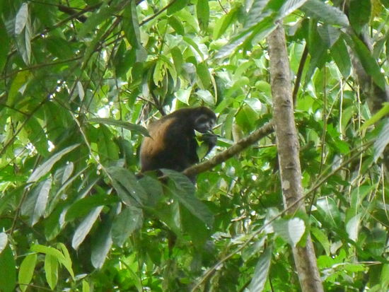 Er kann brüllen wie ein Gorilla, das ist kein Scherz!