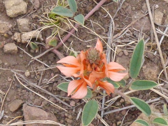 Eine Schönheit am Wegesrand, fast hätten wir sie übersehen.