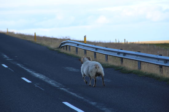 ultimatives Schafsbild....und Aus.