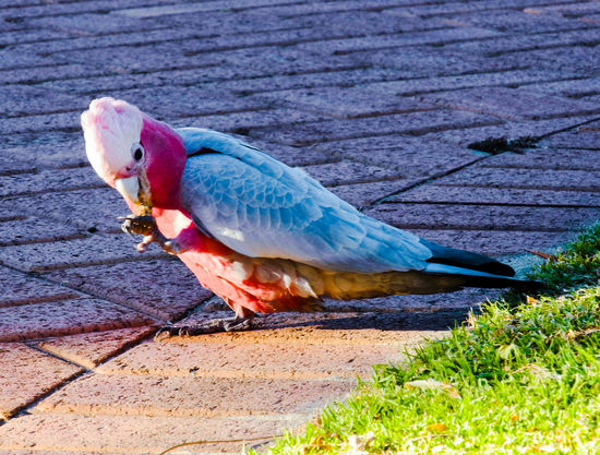 einer von unzähligen, wilden Kakadus in den Strassen von Scarborough.