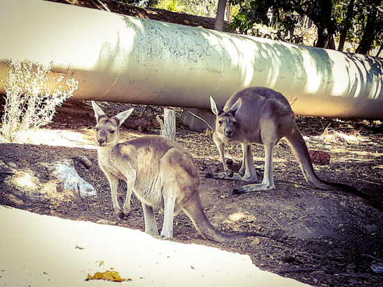 Auf dem Weg zurück begegnen wir 2 Kangeroos. Allerdings scheinen sie schon sehr an Menschen gewöhnt zu sein, denn sie waren eher neugierig als scheu...