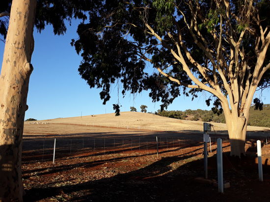 Hinter uns direkt ein Feld mit einer Schafherde.
