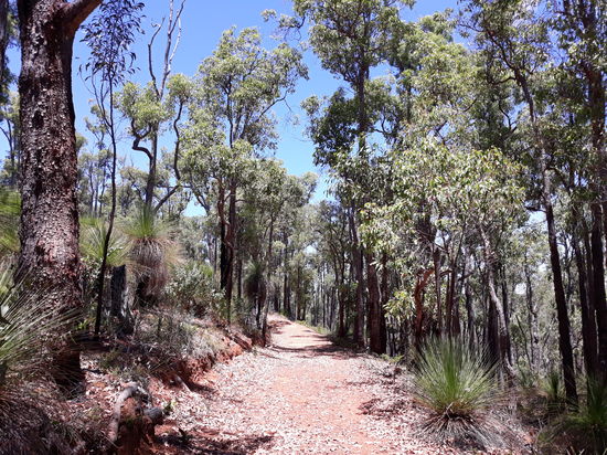 Unsere erste "Wanderung" in Australien. Wir begeben uns in den Urwald vom Beelu Nationalpark Richtung Stausee "Lake C.Y.O'Connor". Da der Weg über den Staudamm "Mundaring Weir" gesperrt war und uns die Hitze ziemlich zusetzte, blieb es bei einem ca 2h Marsch/Spaziergang 