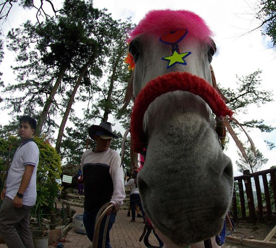 Die bunten Pferde vom Mines View