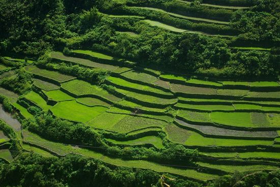 Und immer wieder ging es vorbei an den wunderschönen Reisterrassen